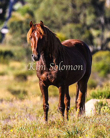 Brumbies10JanKim_0117