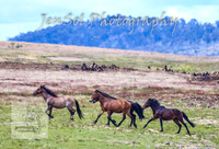 SaturdayNewYearsBrumbies_0128