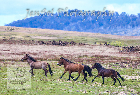 SaturdayNewYearsBrumbies_0128