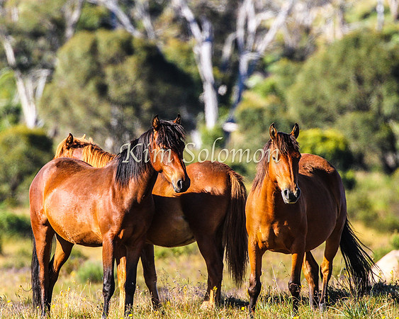 Brumbies10JanKim_0157
