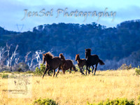 SaturdayNewYearsBrumbies_0056