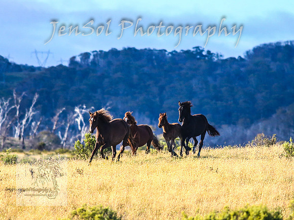 SaturdayNewYearsBrumbies_0056