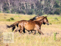 SaturdayNewYearsBrumbies_0077