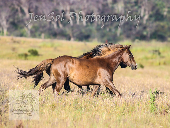 SaturdayNewYearsBrumbies_0077