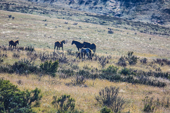 Brumbies10JanJen_0056
