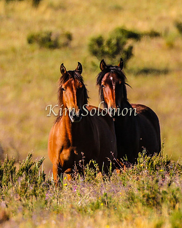 Brumbies10JanKim_0211