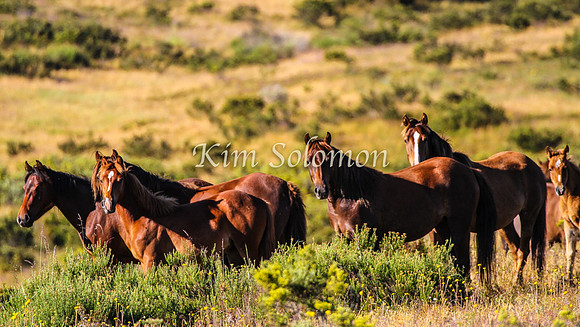 Brumbies10JanKim_0184