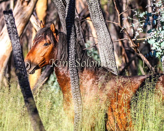 Brumbies10JanKim_0064