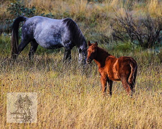 BrumbiesMar22_0236