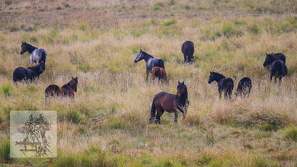 Brumbies2022_3_0130