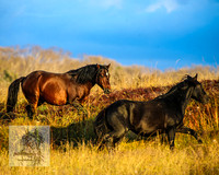 BrumbiesMar22_0126