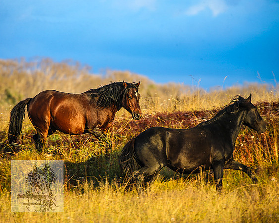 BrumbiesMar22_0126
