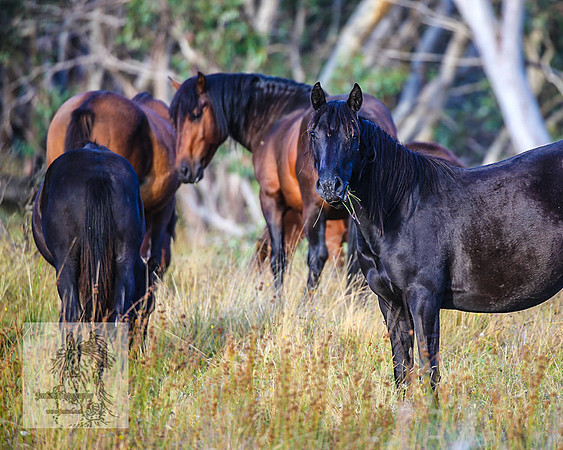 BrumbiesMar22_0245