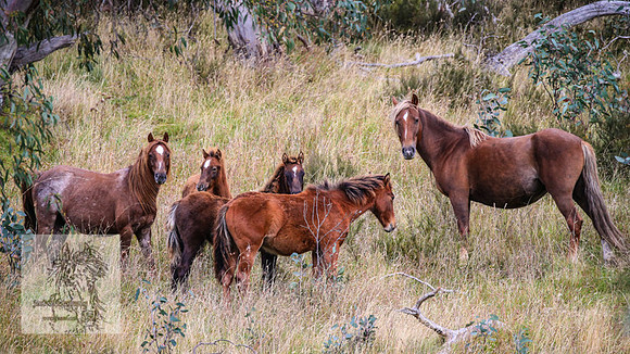 Brumbies2022_3_1016