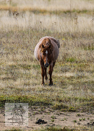 Brumbies2022_3_0436