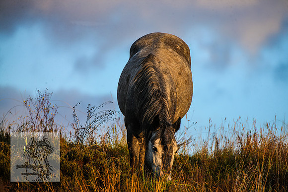 BrumbiesMar22_0030