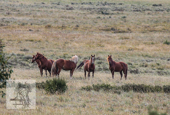 Brumbies2022_3_1031