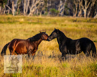 BrumbiesMar22_0186