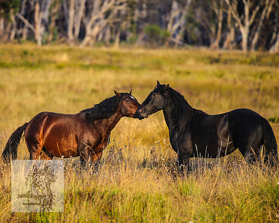 BrumbiesMar22_0186