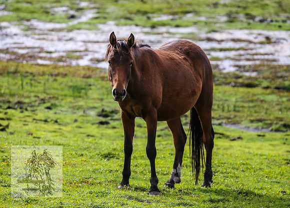 Brumbies2022_3_0415