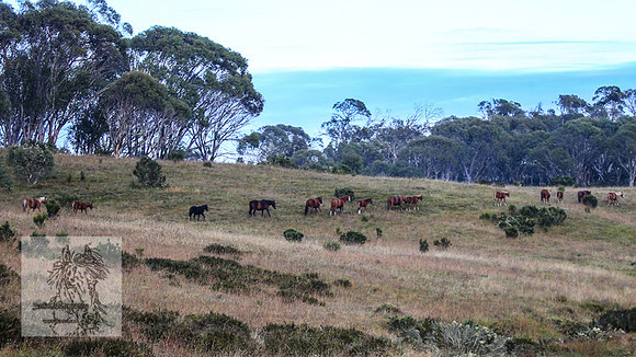 Brumbies2022_3_0060