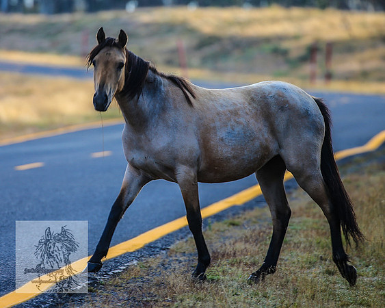 BrumbiesMar22_0207