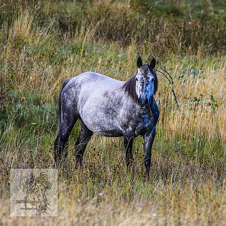 BrumbiesMar22_0250