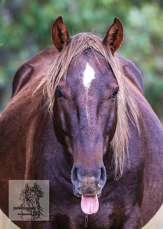 Brumbies2022_3_0488