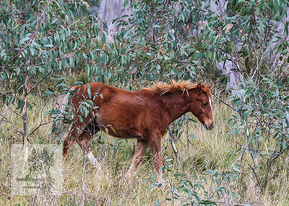 Brumbies2022_3_1010