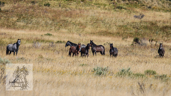 Brumbies2022_3_0178
