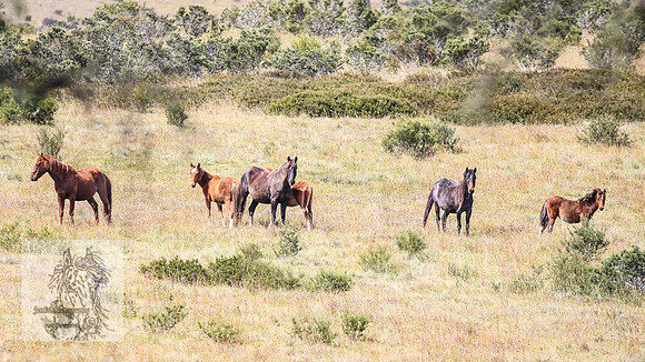 Brumbies2022_3_0242