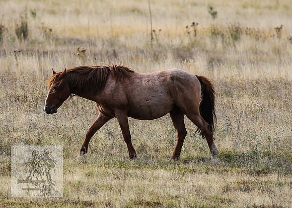 Brumbies2022_3_0423