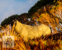 BrumbiesMar22_0081