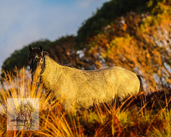 BrumbiesMar22_0081