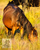 BrumbiesMar22_0046