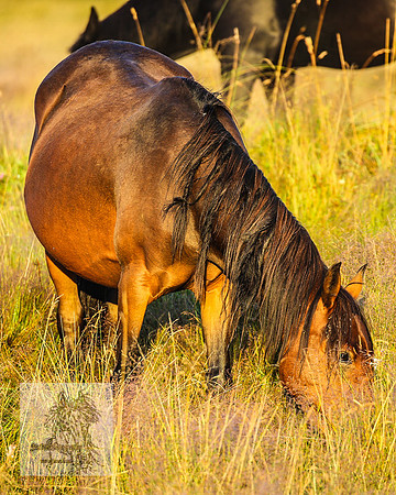 BrumbiesMar22_0046