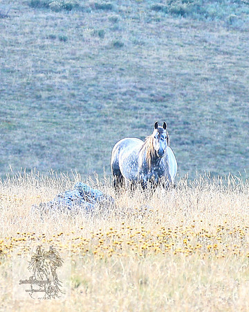 Brumbies2022_3_0194