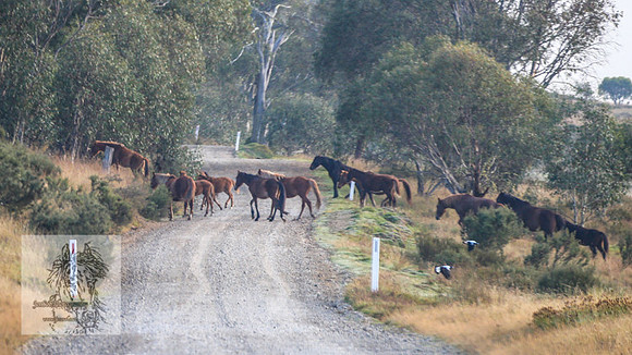 Brumbies2022_3_0004