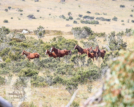 Brumbies2022_3_0227