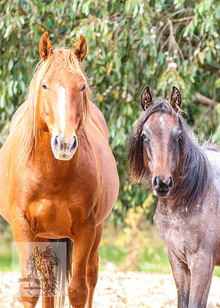 Brumbies2022_3_0313