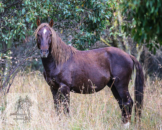 Brumbies2022_3_0499