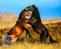 BrumbiesMar22_0147