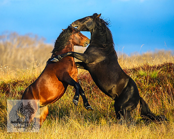 BrumbiesMar22_0147