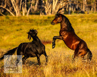 BrumbiesMar22_0120