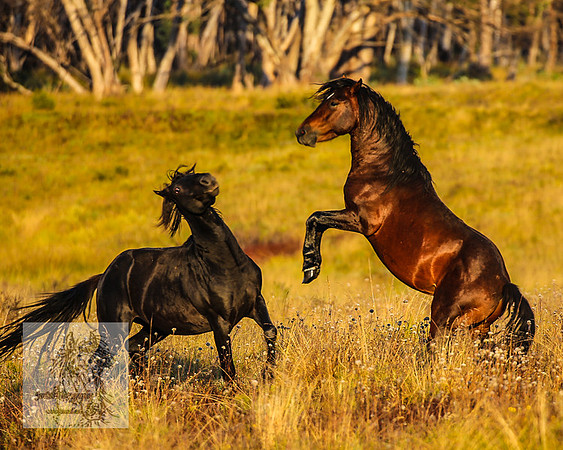 BrumbiesMar22_0120
