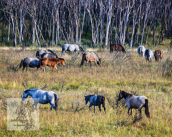 BrumbiesMar22_0225