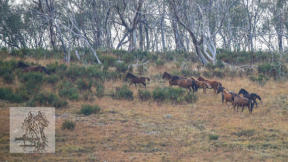 Brumbies2022_3_0084