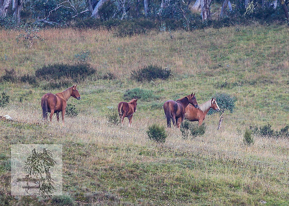 Brumbies2022_3_0074