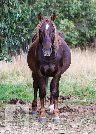 Brumbies2022_3_0480