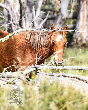 Brumbies2022_3_0207